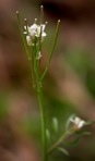 Cardamine pensylvanica Muhlenberg ex Willdenow