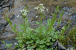 Cardamine rotundifolia Michaux