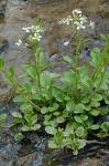 Cardamine rotundifolia Michaux