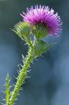 Carduus acanthoides L. ssp. acanthoides
