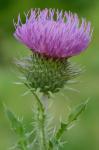 Carduus acanthoides L. ssp. acanthoides