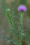 Carduus acanthoides L. ssp. acanthoides