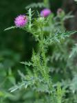 Carduus acanthoides L. ssp. acanthoides