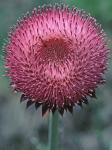 Carduus nutans L.