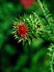 Carduus nutans L.