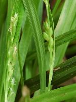 Carex abscondita Mackenzie