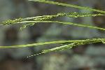 Carex aestivalis M.A. Curtis ex Gray