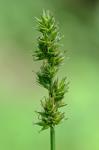 Carex aggregata Mackenzie