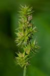 Carex aggregata Mackenzie