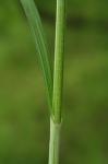 Carex aggregata Mackenzie