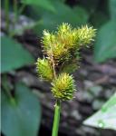 Carex alata Torrey