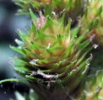 Carex alata Torrey