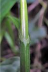 Carex alata Torrey