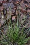 Carex albicans Willd. ex Sprengel var. albicans