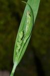 Carex albursina Sheldon