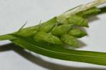 Carex amphibola Steudel