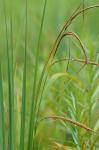 Carex aquatilis Wahlenb. var. substricta Kukenth.