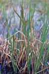 Carex aquatilis Wahlenb. var. substricta Kukenth.