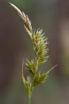 Carex arenaria L.