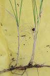 Carex arenaria L.