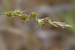 Carex arenaria L.