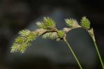 Carex argyrantha Tuckerman ex Dewey