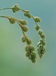 Carex argyrantha Tuckerman ex Dewey