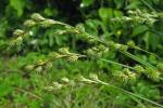 Carex argyrantha Tuckerman ex Dewey