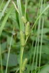 Carex aureolensis Steudel