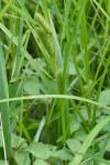 Carex aureolensis Steudel