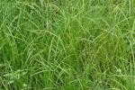Carex aureolensis Steudel