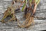 Carex aureolensis Steudel
