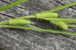 Carex aureolensis Steudel