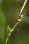 Carex austrolucorum (Rettig) D.P. Poind. & Naczi
