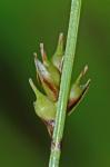Carex austrolucorum (Rettig) D.P. Poind. & Naczi