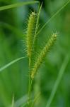 Carex baileyi Britton