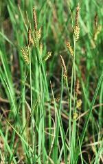Carex barrattii Schw. & Torr.