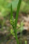 Carex blanda Dewey