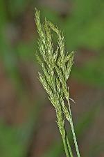 Carex bromoides Schk. ex Willd. ssp. bromoides