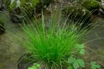 Carex bromoides Schk. ex Willd. ssp. bromoides