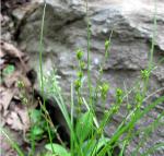 Carex brunnescens (Pers.) Poiret