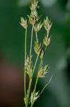 Carex brunnescens (Pers.) Poiret