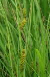 Carex bullata Schk. ex Willd. var. greenei (Boeckeler) Fernald