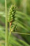 Carex bushii Mackenzie