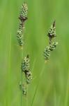Carex buxbaumii Wahlenb.
