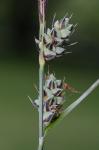 Carex buxbaumii Wahlenb.