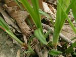 Carex careyana Torrey ex Dewey