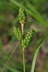 Carex caroliniana Schweinitz