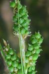 Carex caroliniana Schweinitz