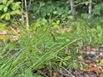 Carex cherokeensis Schweinitz
